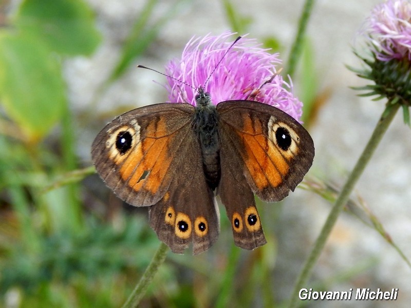 Nymphalidae 3 da ID - Lasiommata maera